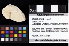 Foto (Objket + Etiketten) von Gastrodorus sp. 